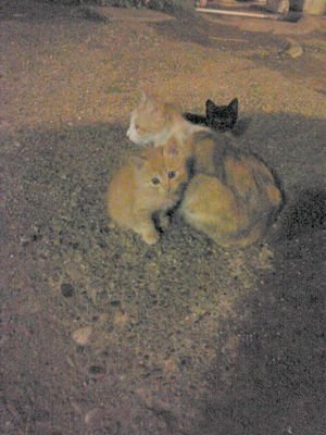 こんな私のアカウントですが無言フォロー大歓迎です！過去にやってた仕事→引越し屋、運転手、配達員、で今はラーメン屋！(ちばから)今までとは違いすぎる環境だけど頑張ろう🔥 趣味 #ジロリアン #ちばから #サバゲー初心者 #ボカロ #米津玄師