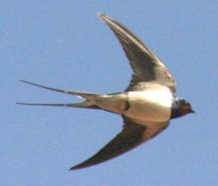 kelizoni's profile picture. Hâte-toi, hâte-toi de transmettre
ta part de merveilleux, de rébellion, de bienfaisance. ( René Char)