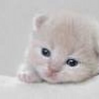 Maciel (@macielester) 's Twitter Profile