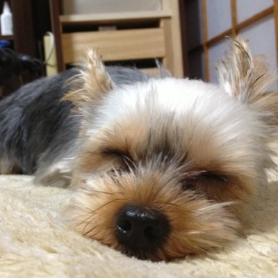 コン