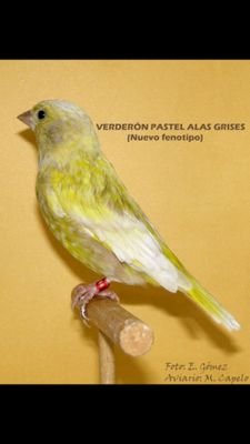 SilvestrePDR's profile picture. Silvestrismo Cigarrero