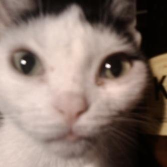 KelerCat's profile picture. Meeeouu