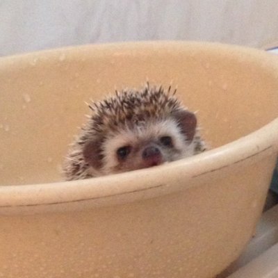 ノイ ハリネズミ 100均の仮寝床もうボロボロ おはようございます Twitter ノイ ハリネズミ 100均の仮寝床もうボロボロ おはようございます Twitter