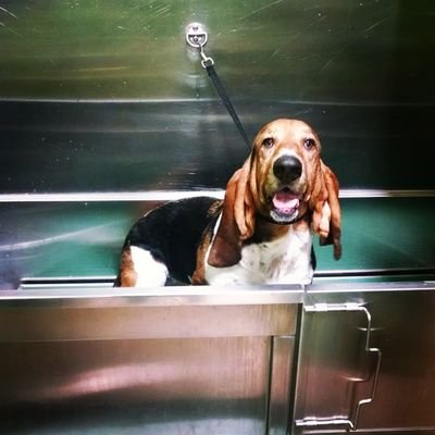 SherlockLutter's profile picture. I love my new mom and dad. Getting used to the new name.