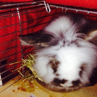 RSPCA rescue bun and companion to @velocibunny I'm the sane one and look a bit like a bumble bee (:3