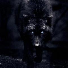 | Male | Wolf | UK | 18+ | Gamer | Derp! .... That is all :3 Reconstruction needed — input required!