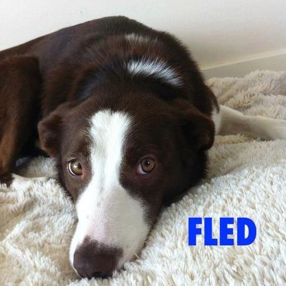 fledsearch's profile picture. Finding Lost and Escaped Dogs on Vancouver Island.
