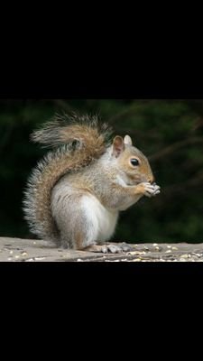 turtles and squirrels
