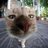 csalanlevel733's profile image