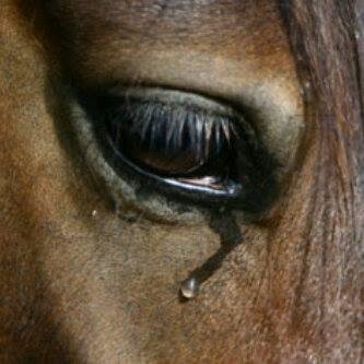 pjdr1172's profile picture. 100% Real Madrid - caballista hasta el cajón !!!