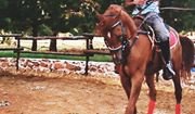 The beautiful arabian stud of Al Tariq