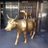 Twitter result for Aviva Motor Insurance from woofsaway