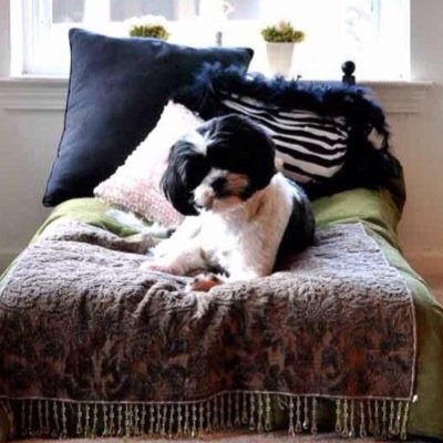 Pet Grooming Licensing Act - Pet Grooming is currently an Unlicensed & Unregulated profession in the US. NJ will be the first state to pass Bijou’s Law❤️