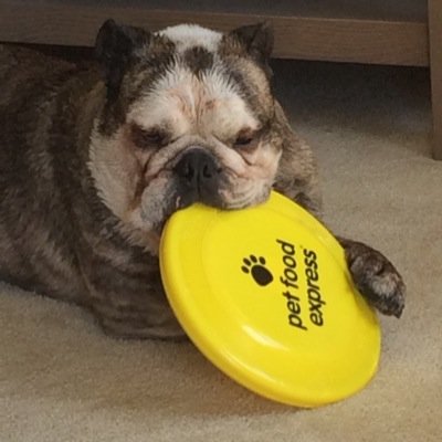 bulldog0101's profile picture. 