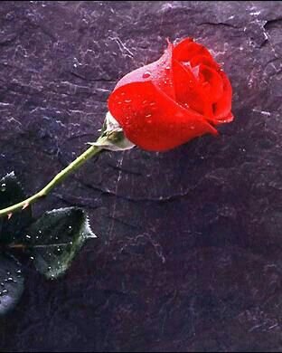 00966557510898's profile picture. 