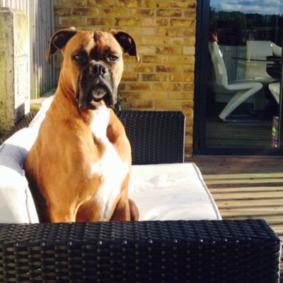 wayman_dan's profile picture. THFC