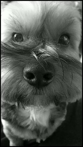 Arsenal supporter ... Animal lover ... X