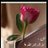 mdmohammed356's profile image