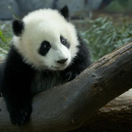 God, Lamb of God (band), Godzilla, Slipknot, Stone Sour, WWE, Black Sabbath. Panda fanatic