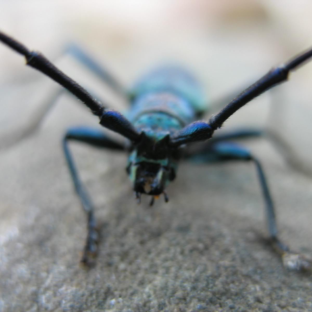 Antyroad's profile picture. 