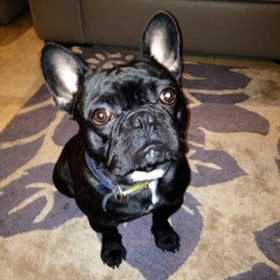 LaurajaneJane's profile picture. Alfie the french bulldog member of pet london models. Available for modelling and advertisements.