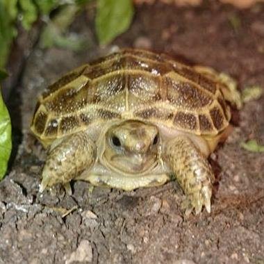 www.http://t.co/noyZOivu5J is a chat forum for tortoise and turtle enthusiasts to have a chat and share our shelled friends