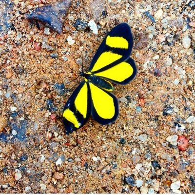 saudadetemnome's profile picture. 