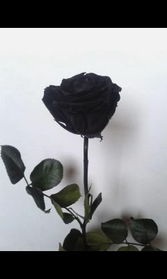 ‏. يا ربّ سيّرني گما تُحب ، إجعلني گما ترضــــــى ..♥