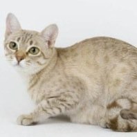 オーストラリアンミスト Aumi Neco Twitter