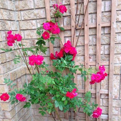 AdilaHand's profile picture. 