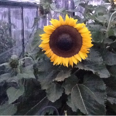 solotwinski63's profile picture. 