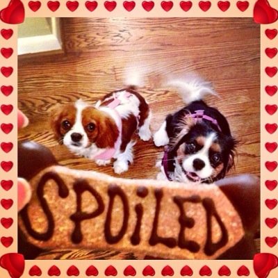 spoiledcavvies's profile picture. Meet CoCo and Lily from Dallas, TX. We are two of the most loving Cavalier King Charles Spaniels that you will ever meet. We are now 12 years old.