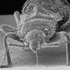 Free database of user-reported bedbug infestations across the US and Canada