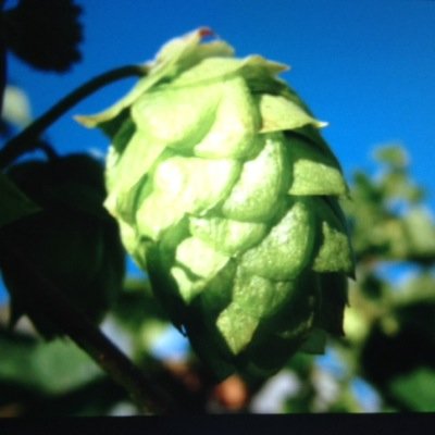 HopsForHumanity's profile picture. HopsForHumanity is excited to launch our Twitter account and help charities one fundraiser at a time!