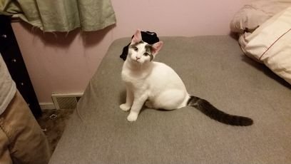 The cat that dwells only during the night. My hobbies are partying during the day.