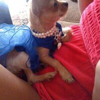 AlwaysBFF DogCouture (@alwaysbff) 's Twitter Profile