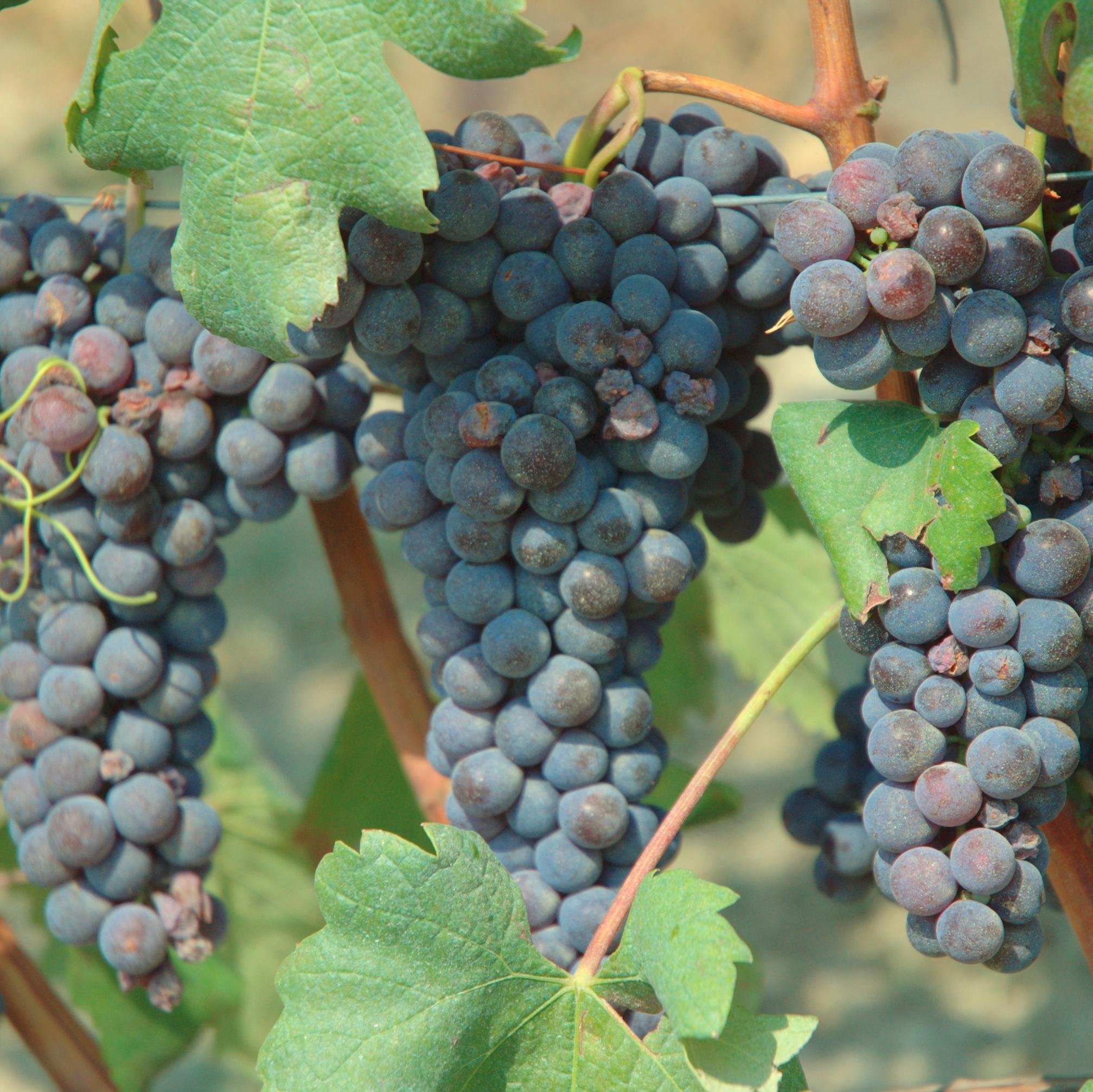 Helping Kerin O'Keefe @KerinOKeefe organize her Italian wine tastings for https://t.co/HHErxuI63M