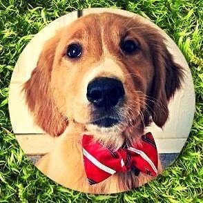 Your daily source for golden retriever posts!