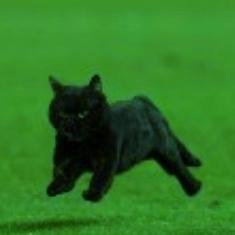 Cat_alonia's profile picture. ► The Black Cat ◄
♠♥♣♦©™