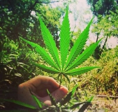 Just let me get high. I know I can remember if I get high. Unfiltered thoughts of a medicated mind