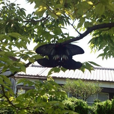 sca_mist06's profile picture. 　 　 　無言フォロー失礼します。　　　　　SCANDAL大好き高校生です。