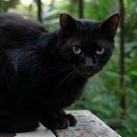 black_eng (@neko_eng) Twitter profile photo