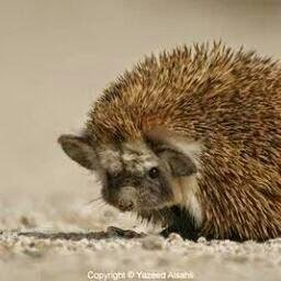 GhanaSaid's profile picture. 