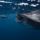 lara todd - @lilyjacob32 - Twitter