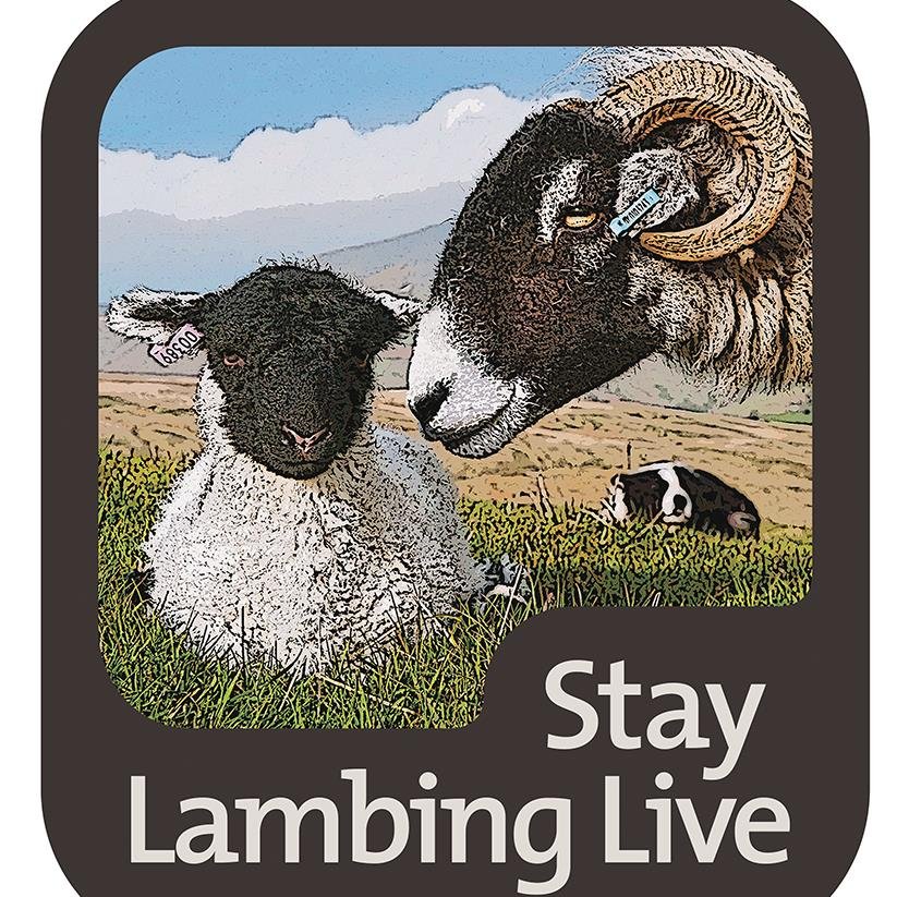 staylambinglive Profile Picture