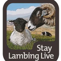 Rachel Marston (@staylambinglive) 's Twitter Profile Photo