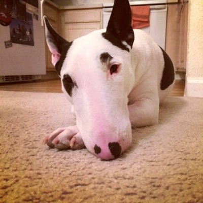 AnimalAction's profile picture. I want to make a difference. ♥