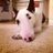 AnimalAction's profile image