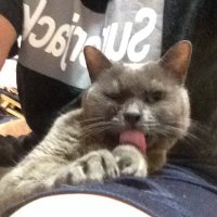肉球パンチ👊 (@nikukyuh) 's Twitter Profile