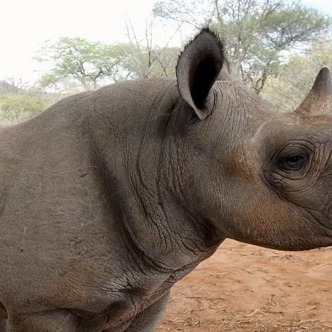 c_shakespear's profile picture. 